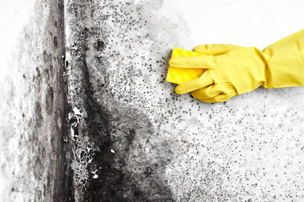 Best Residential Mold Inspection & Testing  in Naval Academy, MD